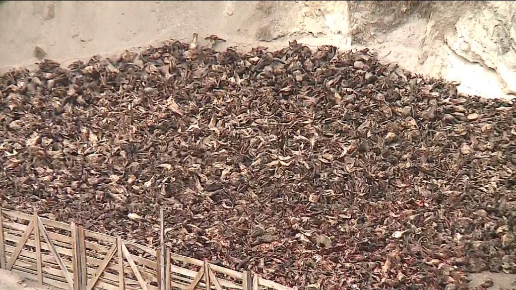 Denuncian en Cotopaxi botadero de osamentas de animales