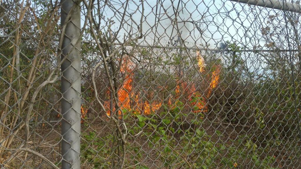 Bomberos controlaron incendio forestal en Cerro Azul