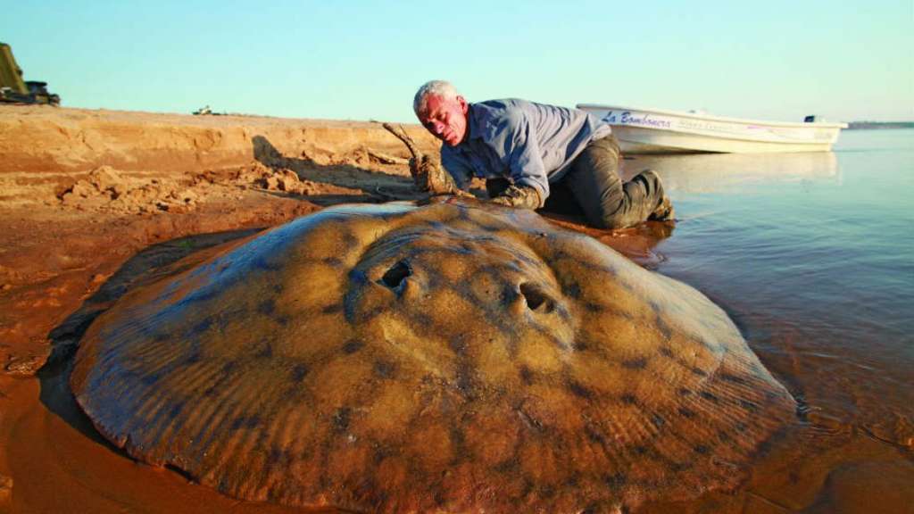 ¡Capturan en Argentina un sorprendente “monstruo de río”!