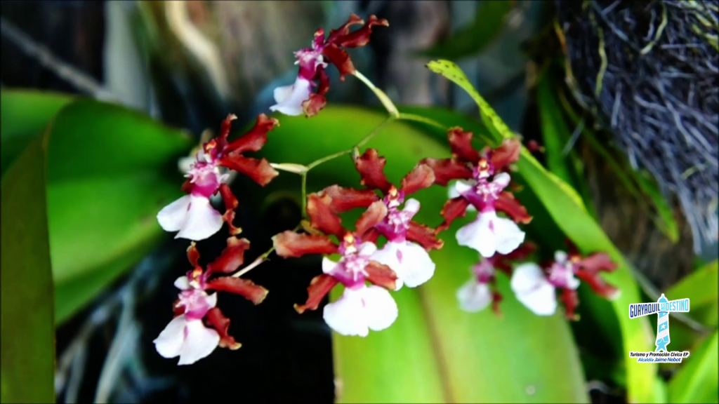 Descubriendo el Jardín Botánico de Guayaquil y la orquídea emblemática