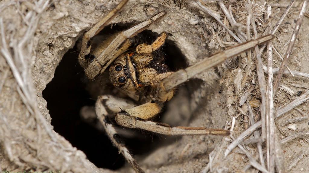 El aterrador nido de arañas descubierto en Australia