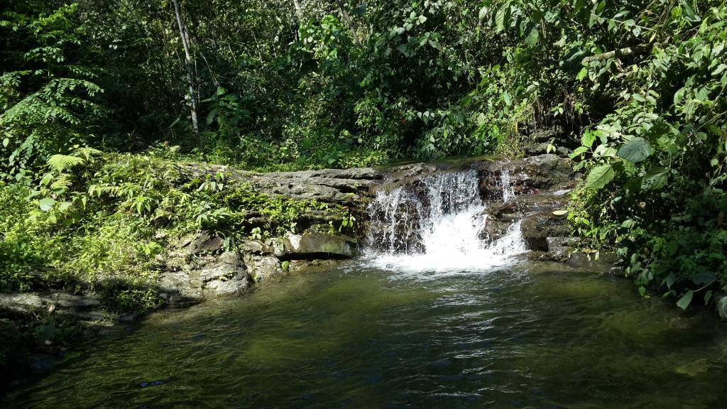 El bosque escondido &#039;Dos Mangas&#039;, un lugar apreciado por los turistas