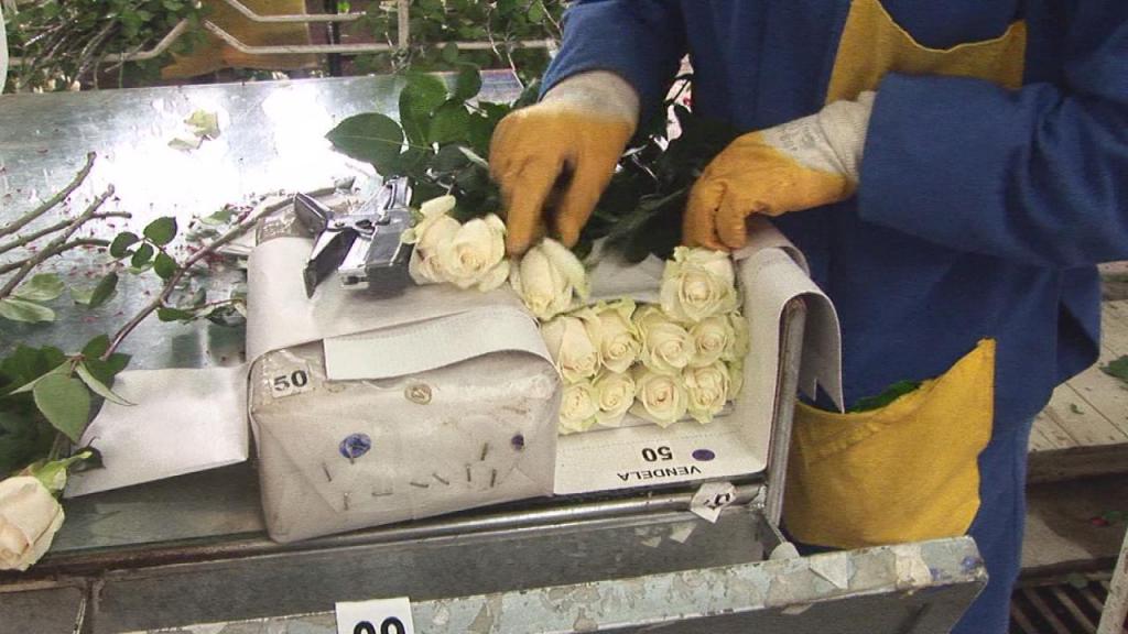 En Latacunga, cubren o &quot;abrigan&quot; las rosas para protegerlas del frío