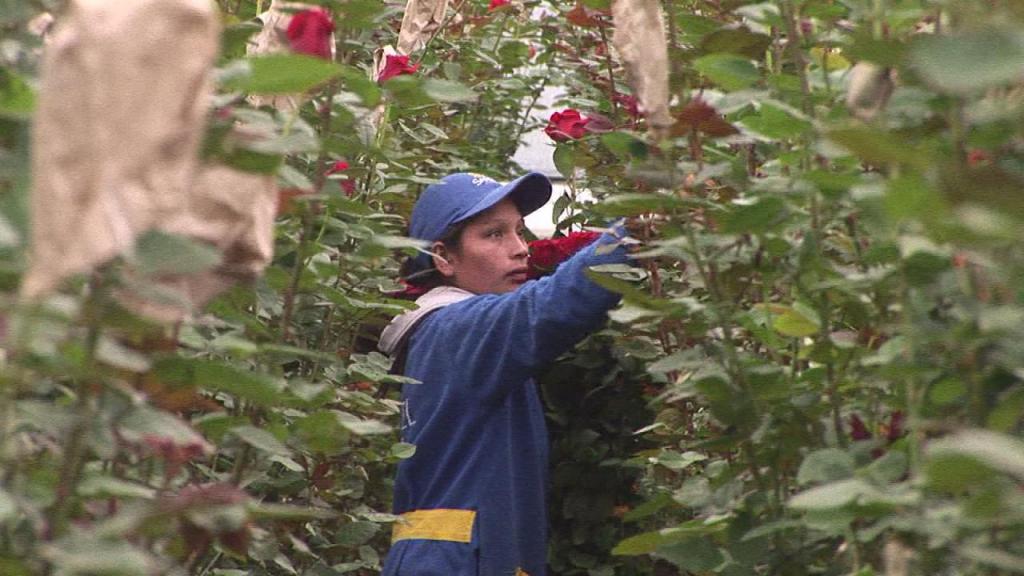 En Latacunga, cubren o &quot;abrigan&quot; las rosas para protegerlas del frío