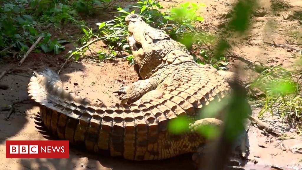 El hombre que tiene más de 40 cocodrilos en su jardín