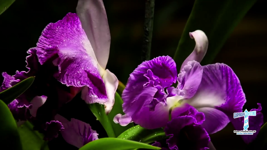 Guayaquil, un destino de congresos, convenciones y nominaciones a premios