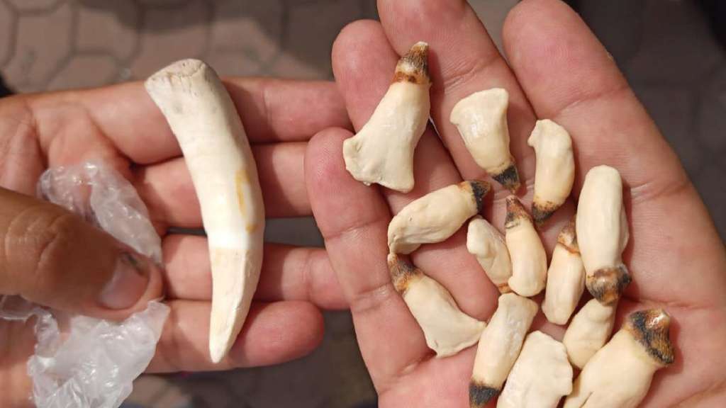 Hombre es condenado a 3 años de prisión por atentar contra flora y fauna