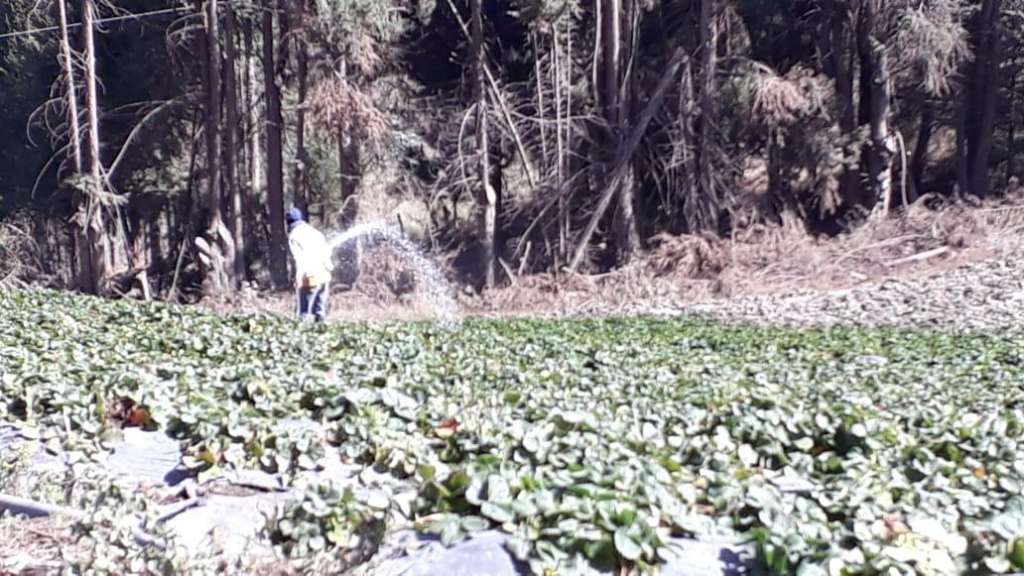 Gobierno calcula daños en 80.000 hectáreas por caída de ceniza