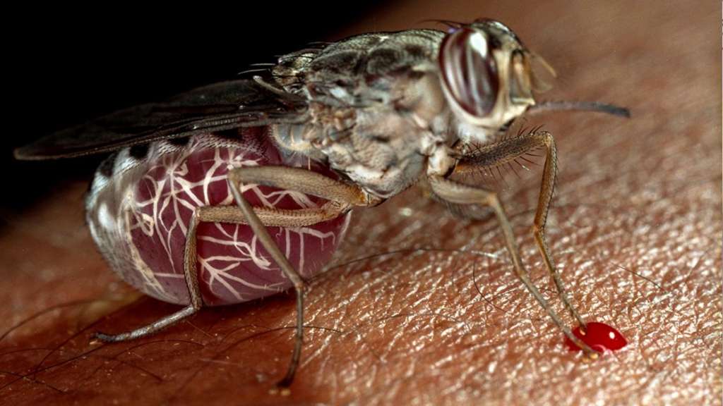 Togo vence a la enfermedad del sueño