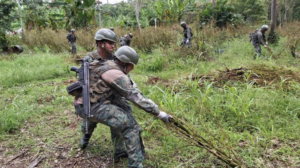 Ejército decomisó bultos de plantas de coca en Sucumbíos