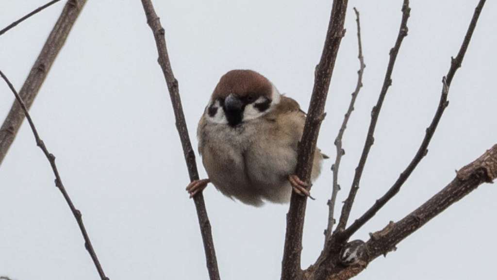 Un gorrión &#039;posa a lo Van Damme&#039; y se viraliza en redes