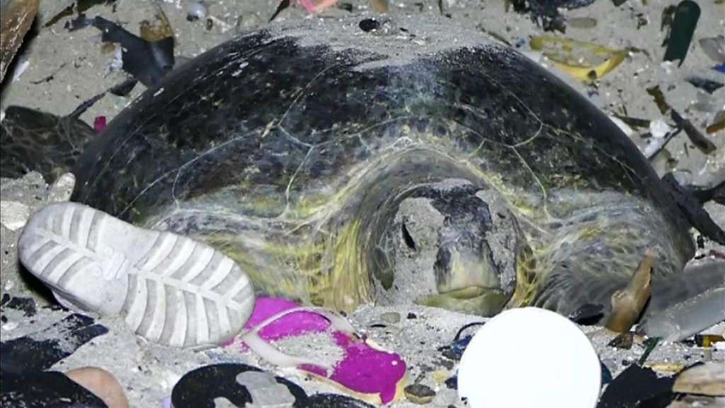 Una tortuga verde intenta anidar en una playa llena de basura