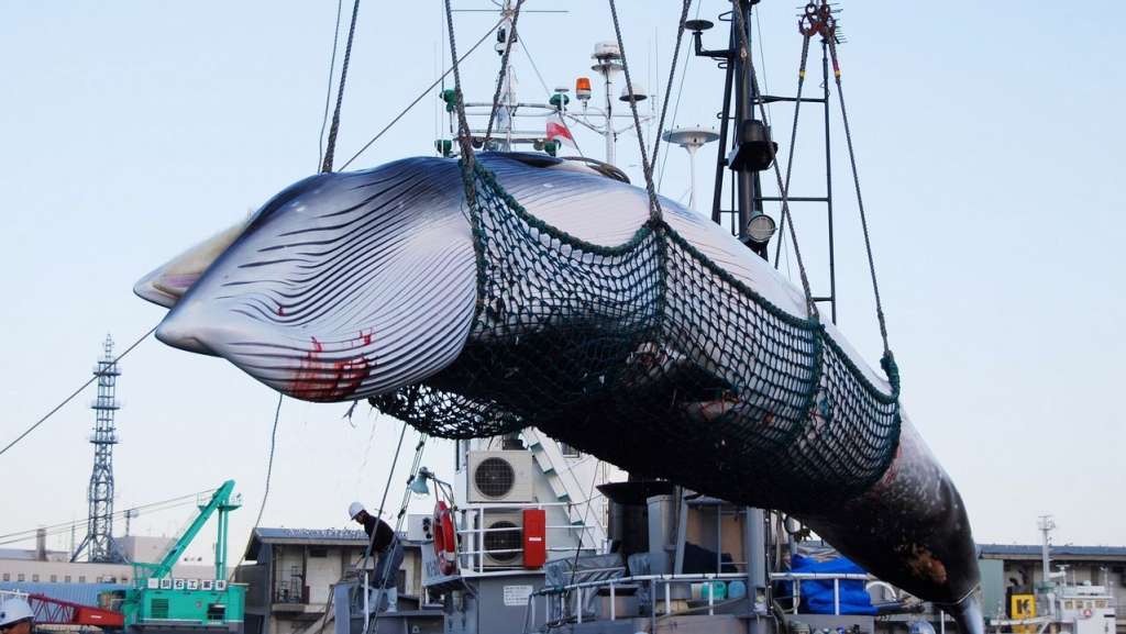 Japón retoma caza comercial de ballenas tras 30 años