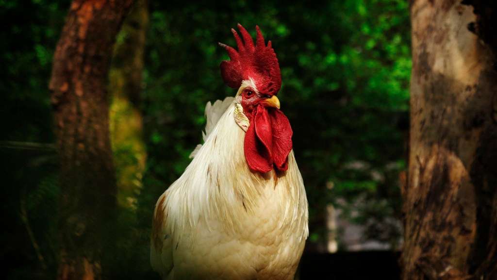 Nueva Zelanda: pollos salvajes se convierten en una plaga tras cuarentena