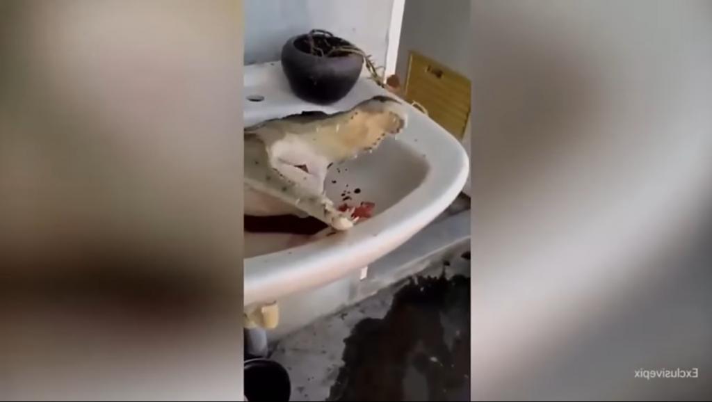Consternación por el video de un cocodrilo decapitado en Tailandia