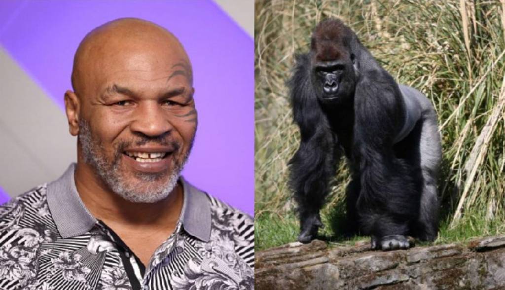 El día que Tyson quiso enfrentarse a un gorila