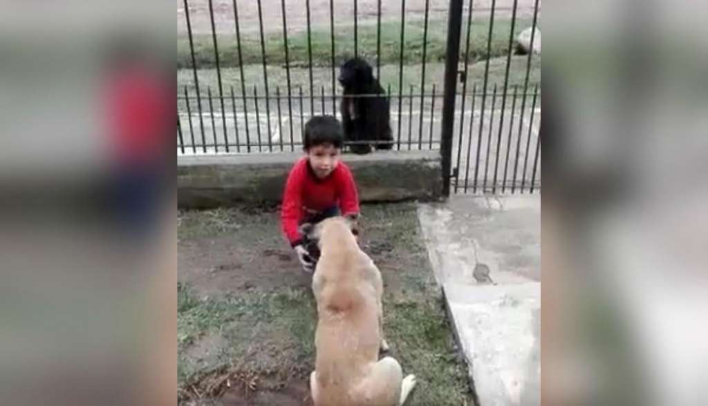 Emocionante gesto de niño con perrito de la calle
