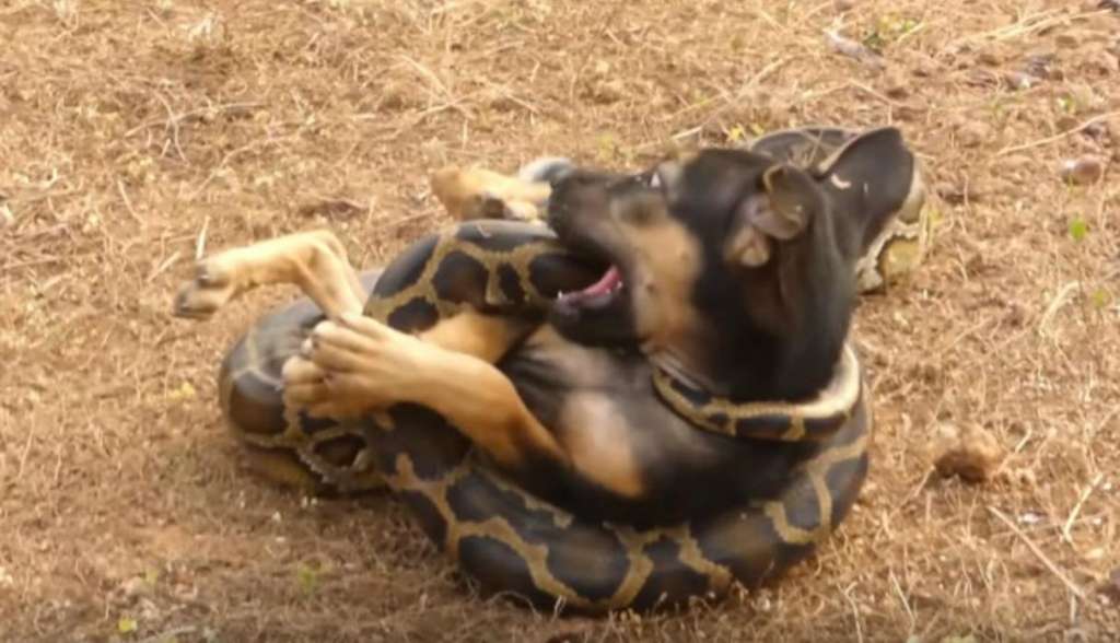 Impactante video de pitón estrangulando a perro