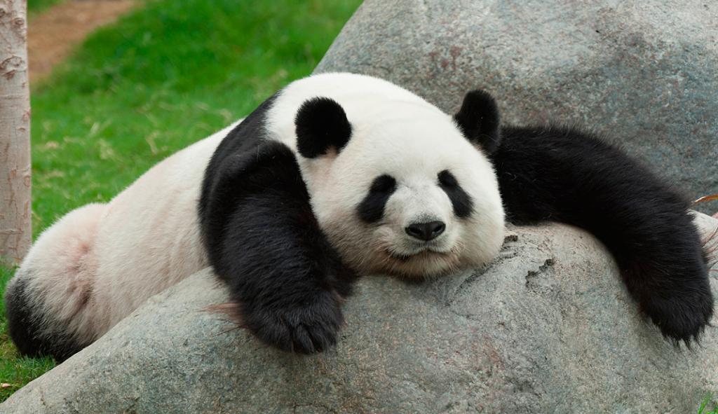 La sorprendente explicación de por qué el panda es blanco y negro y tiene parches