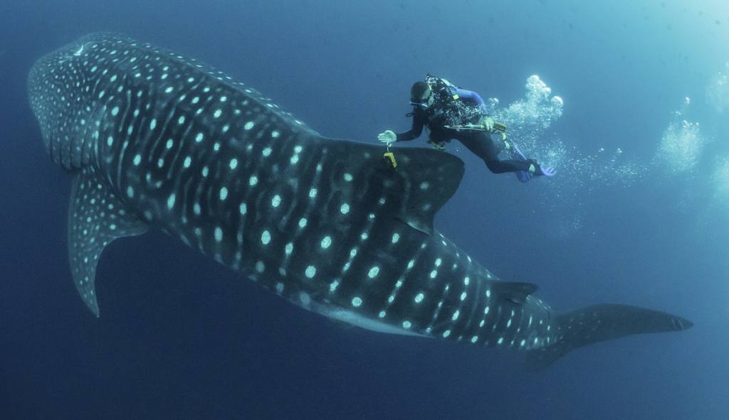 Tiburón ballena &#039;Esperanza&#039;, dejó de transmitir su ubicación