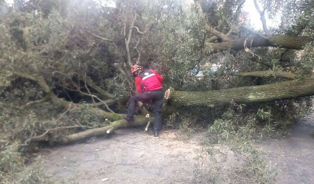 La caída de un árbol en el norte de Quito provocó interrupción en el tránsito vehicular