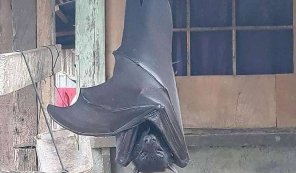 Así puedes sacar fotos como la del murciélago &quot;gigante&quot;