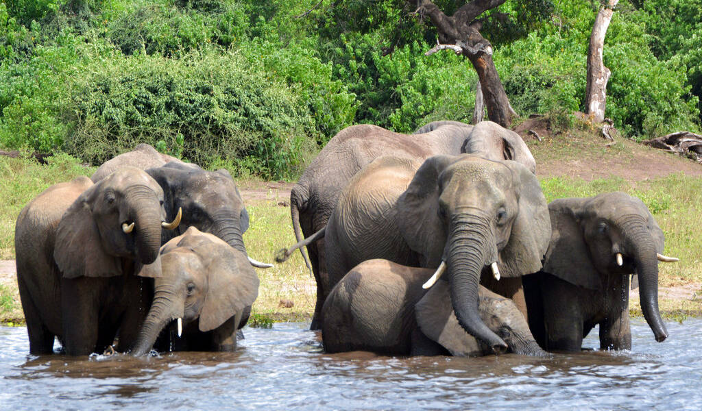 Botsuana levanta la veda a la cacería de elefantes