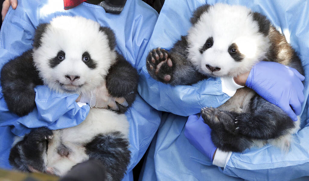 El Zoo de Berlín presenta los nombres de sus pandas gemelos