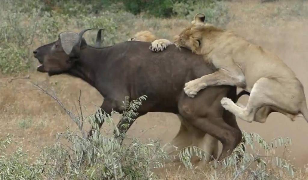 2 leones atacan a búfalo, pero no esperaban sorpresiva aparición