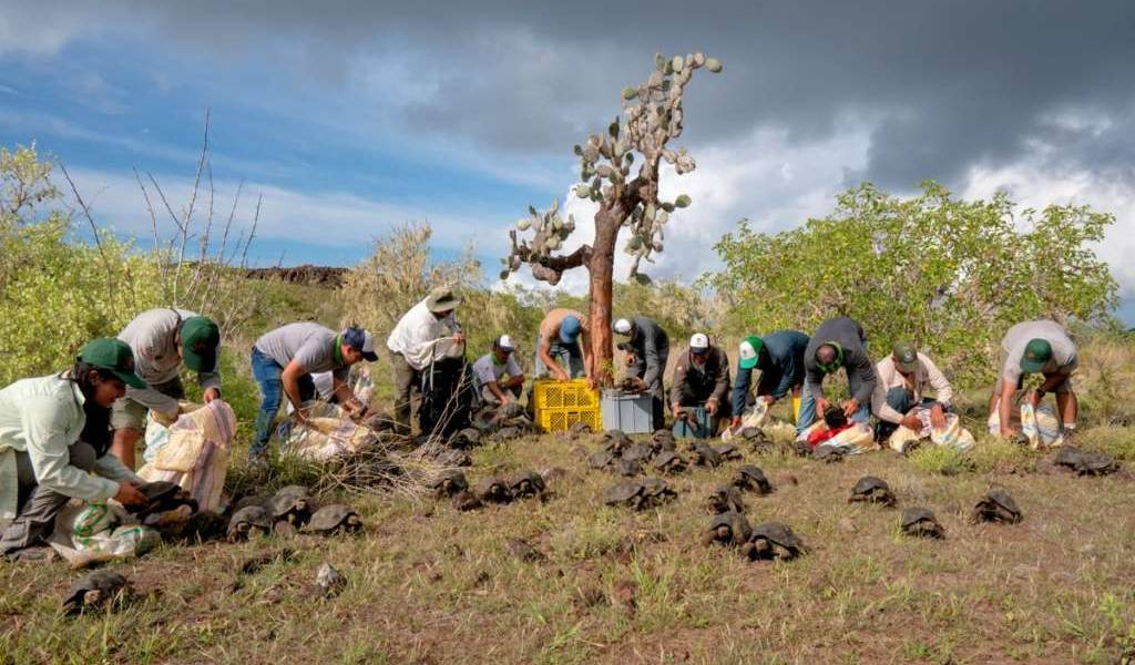 Liberan 155 tortugas gigantes en la isla Santa Fe