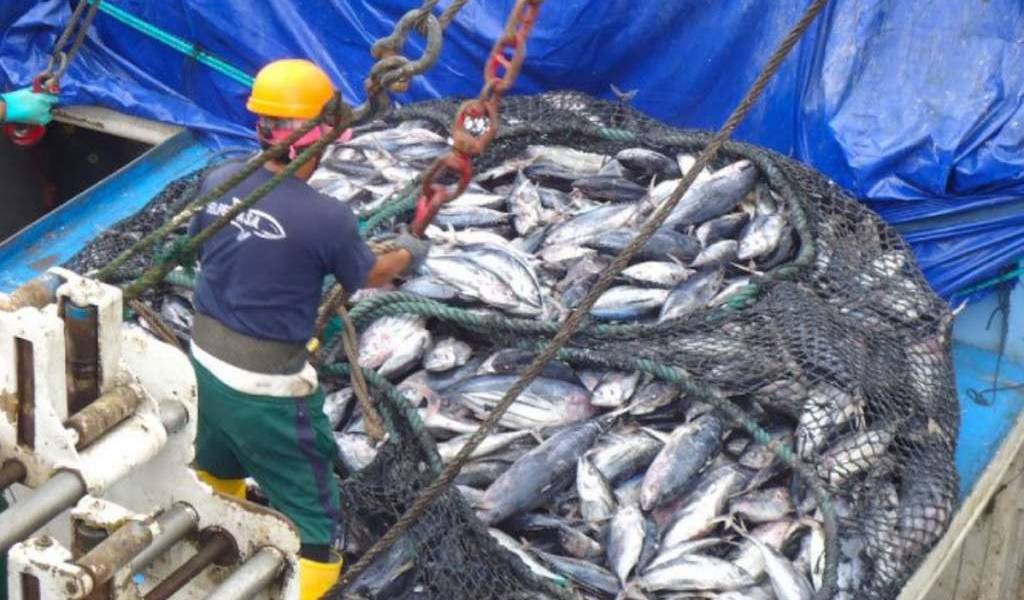 China vuelve a encontrar coronavirus en pescado de Ecuador