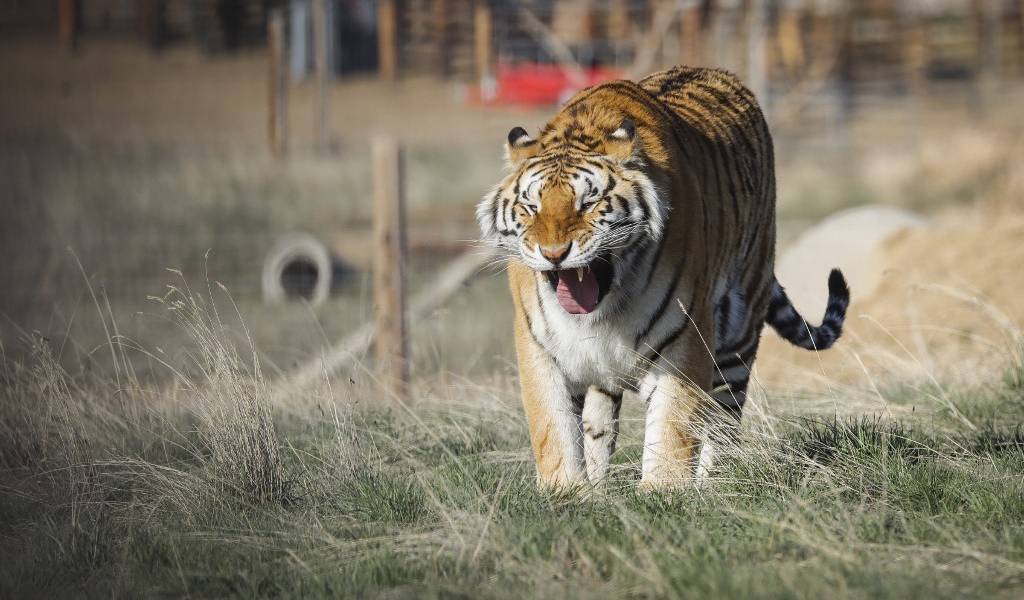 Un tigre de Nueva York da positivo a COVID-19