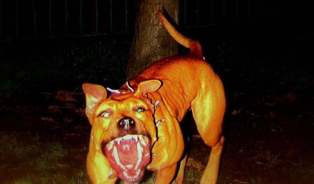 Desbaratan red de peleas ilegales de perros en EE.UU.
