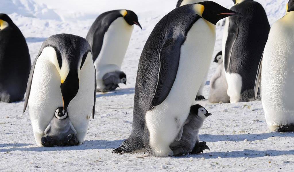 Expertos piden proteger el Antártico en el día mundial de los pingüinos
