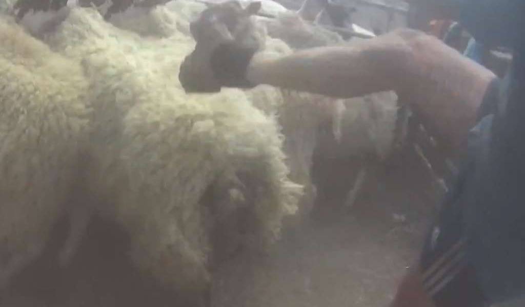 Hombre en Escocia es condenado por golpear ovejas