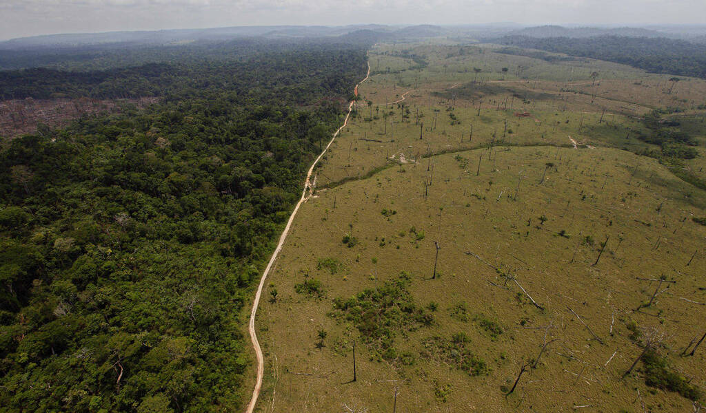 Aumenta un 20% la deforestación en la Amazonía de Brasil