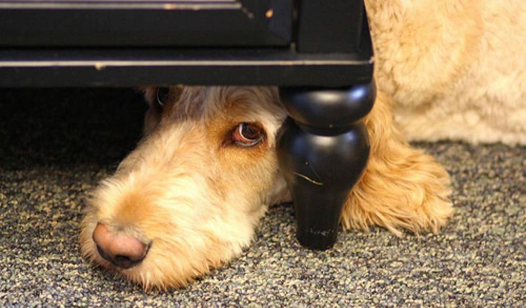 (VIDEO) ¿Cómo evitar que la pirotecnia afecte a su mascota?