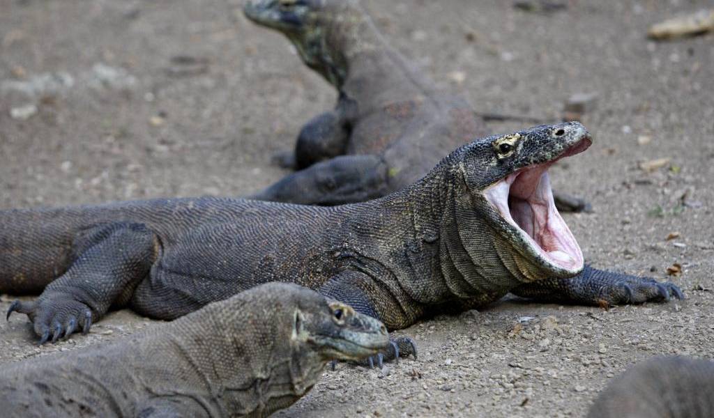 Un dragón de Komodo muerde a un turista en Indonesia