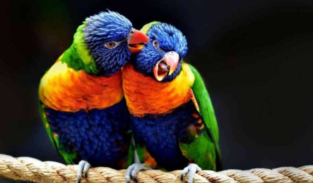 Hoy 10 de enero se celebra el Día Mundial de las Aves
