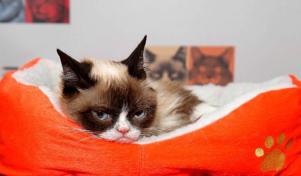 Grumpy Cat murió a los 7 años
