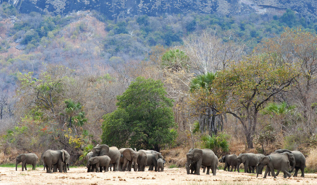 Un año sin caza furtiva de elefantes en reserva africana