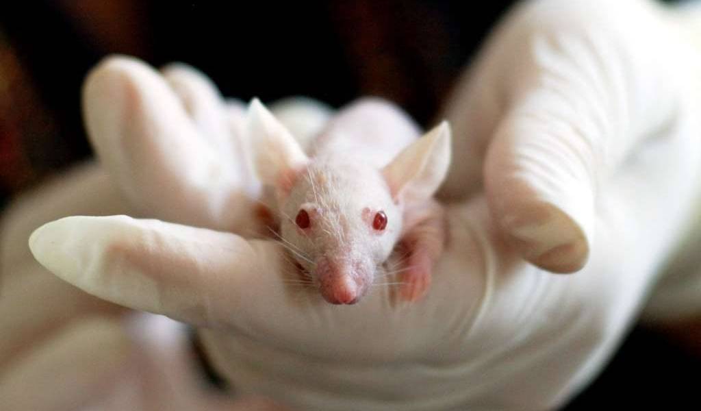Implantan olores sintéticos en cerebro de ratones
