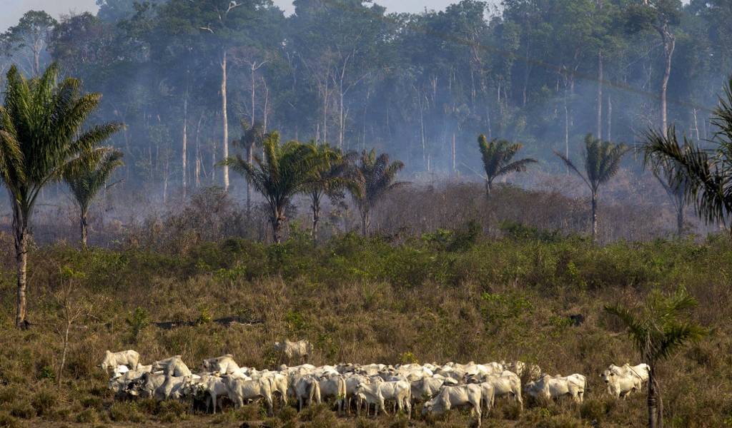 Brasil: 63 personas detenidas por incendios en Amazonía