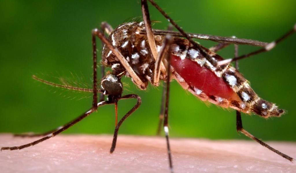 Ministerio de Salud confirma 12 casos de zika en Ecuador