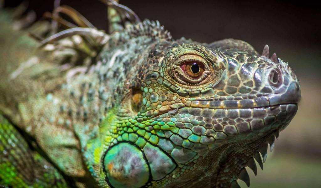 Video de iguana que responde a un saludo de su dueño se vuelve sensación
