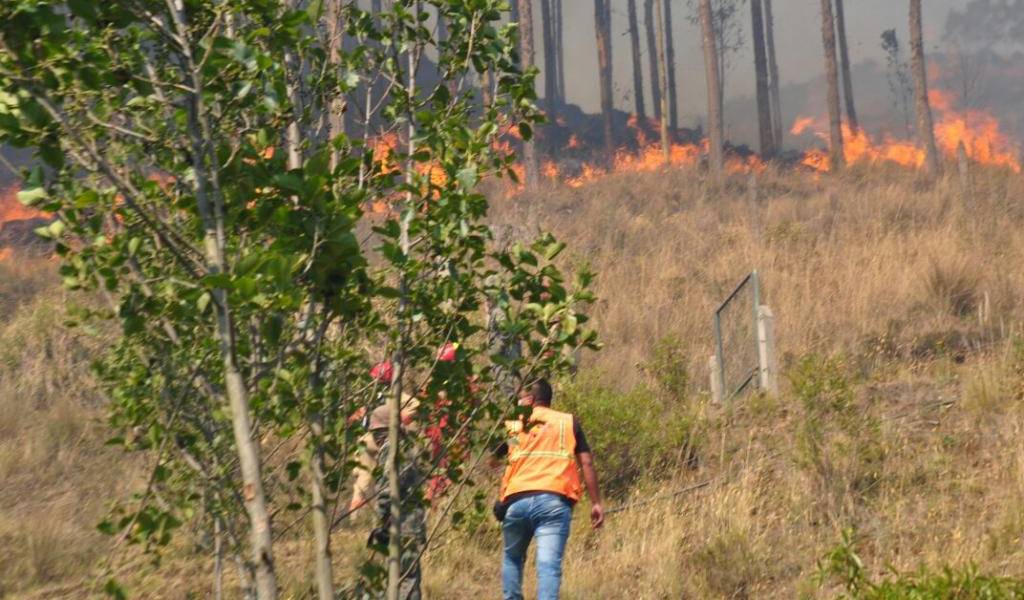 17 incendios forestales en centro del país en últimos días