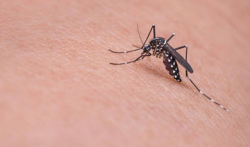 El virus zika ya está en prácticamente toda América Latina y el Caribe