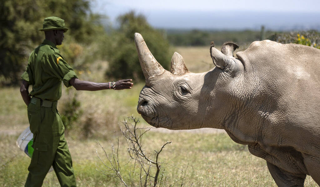 Crean embrión de especie de rinoceronte casi extinta