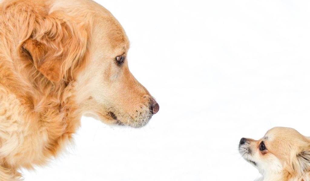 ¿Por qué un perro pequeño vive más que uno grande?, según investigación