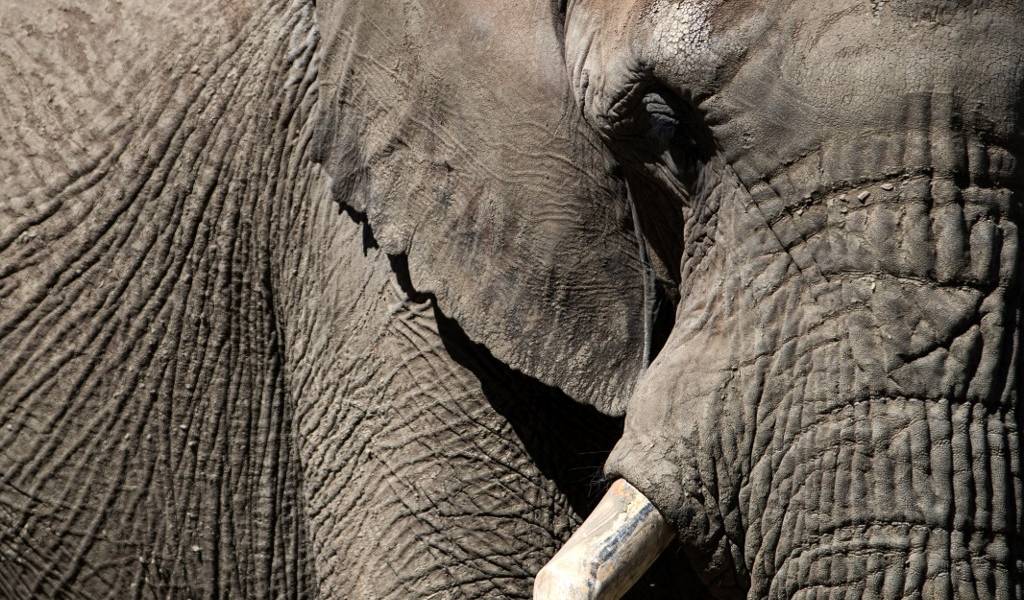India: muere elefanta preñada al consumir una fruta llena de petardos
